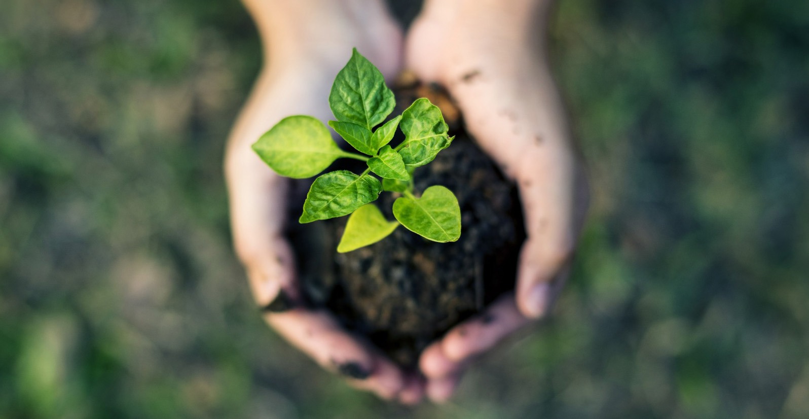 sustentabilidade