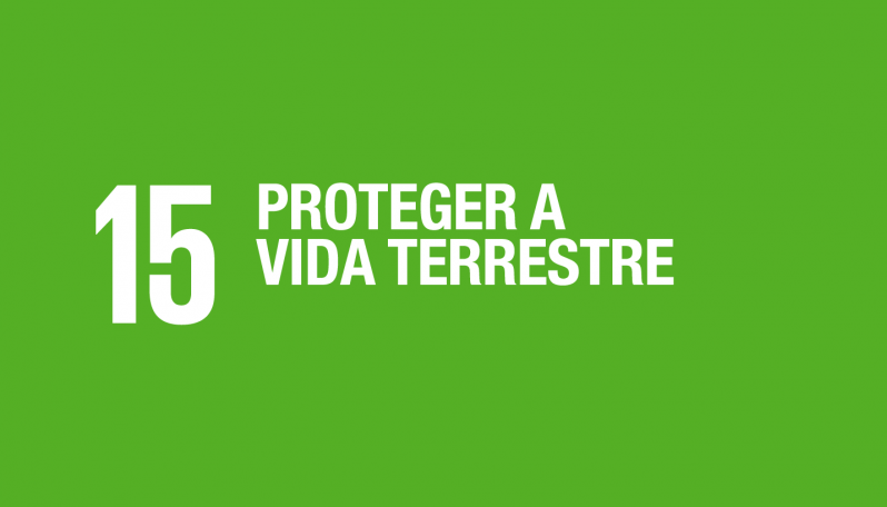 Imagem com fundo verde-lima com o texto "15 proteger a vida terrestre"
