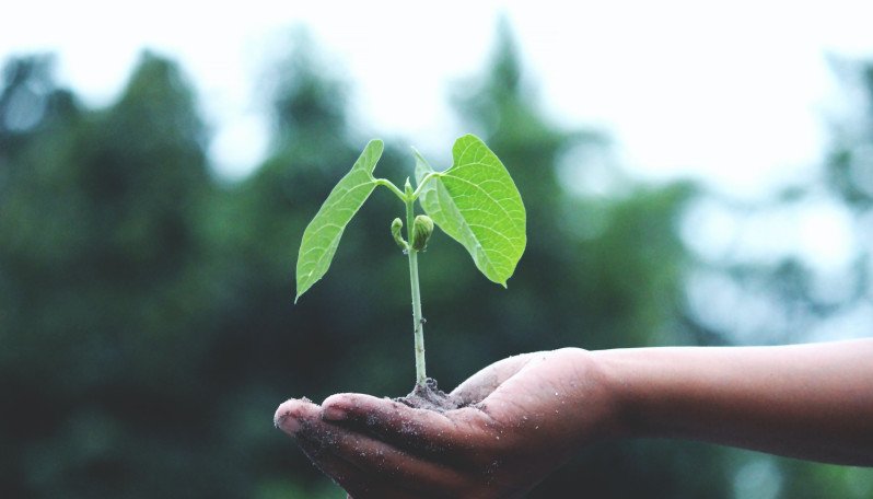 Imagem de mão a segurar uma planta bébé