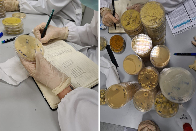 Projeto EXPO-GREEN: Análise de amostras no Laboratório de Microbiologia da ESTeSL-IPL