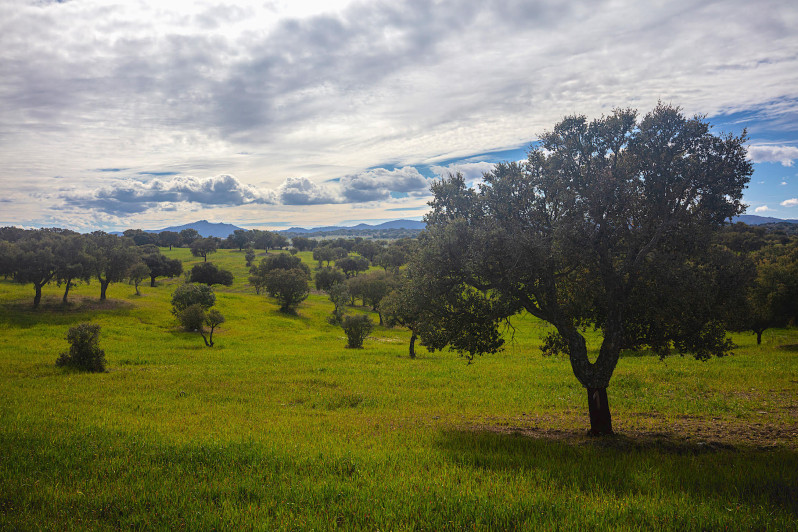 Projeto de Investigação IDI&CA promove o território raiano