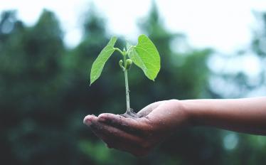 Imagem de mão a segurar uma planta bébé